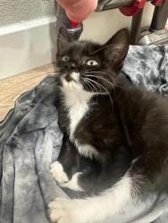 Shelter Stray Female Cat last seen ELVAS AVE & J ST, 2127 Front St, Sacramento, CA 95818, USA