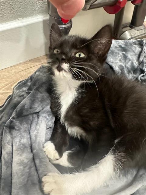 Shelter Stray Female Cat last seen ELVAS AVE & J ST, 2127 Front St, Sacramento, CA 95818, USA