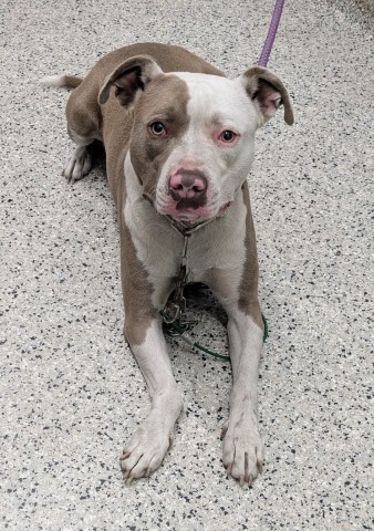 Shelter Stray Male Dog last seen Near BLOCK SCHAEFER HWY, DETROIT MI 48235, 7401 Chrysler Dr, Detroit, MI 48211, USA