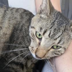 Reunited Male Cat last seen Victoria Park Lane/Church/Baseline, Rancho Cucamonga, CA 91739