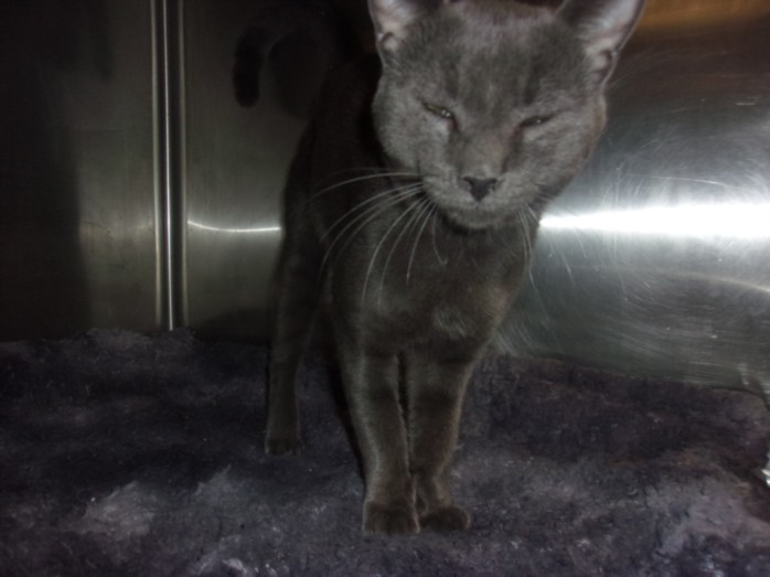 Shelter Stray Male Cat last seen , 14409 Vanowen St, Van Nuys, CA 91405, USA