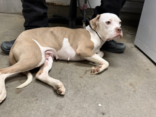 Shelter Stray Female Dog last seen , 14409 Vanowen St, Van Nuys, CA 91405, USA