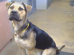 Shelter Stray Male Dog last seen POWER INN RD/CALVINE RD, 95624, 3839 Bradshaw Rd, Sacramento, CA 95827, USA