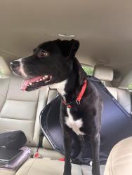 Reunited Unknown Dog last seen Blue Ridge st Hendersonville, NC 28792, Hendersonville, NC 28792