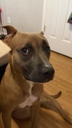 Lost Female Dog last seen Rodgers/cutten, Houston, TX 77070