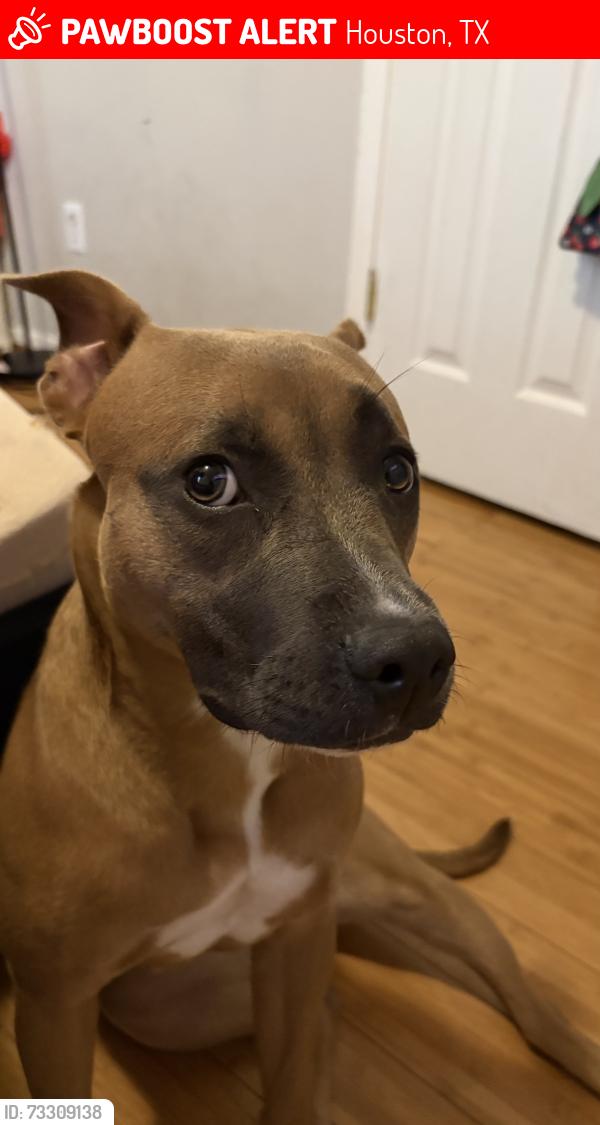 Lost Female Dog last seen Rodgers/cutten, Houston, TX 77070