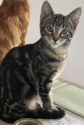 Lost Female Cat last seen Lost from Clayton Street Sandgate between 9th and 10th Avenue, Sandgate, QLD 4017