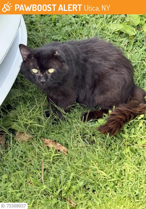 Found/Stray Unknown Cat last seen Dawes Ave and Deerfield Dr West, Utica, NY 13502