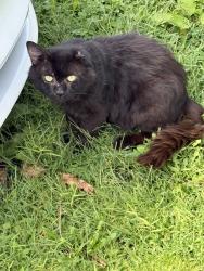 Found/Stray Unknown Cat last seen Dawes Ave and Deerfield Dr West, Utica, NY 13502