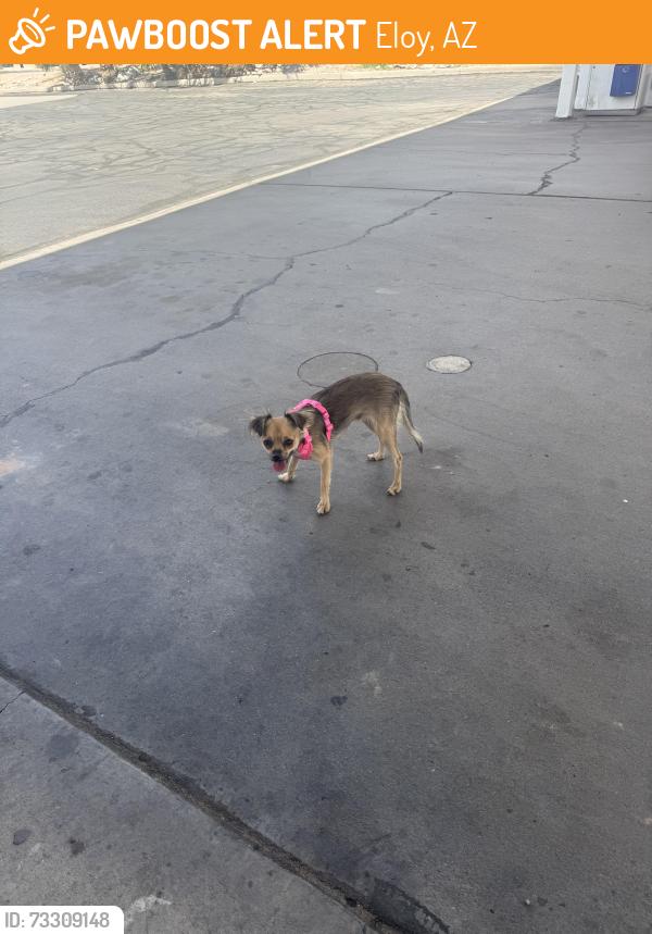 Found/Stray Female Dog last seen Toltec Rd and I 10, Eloy, AZ 85123