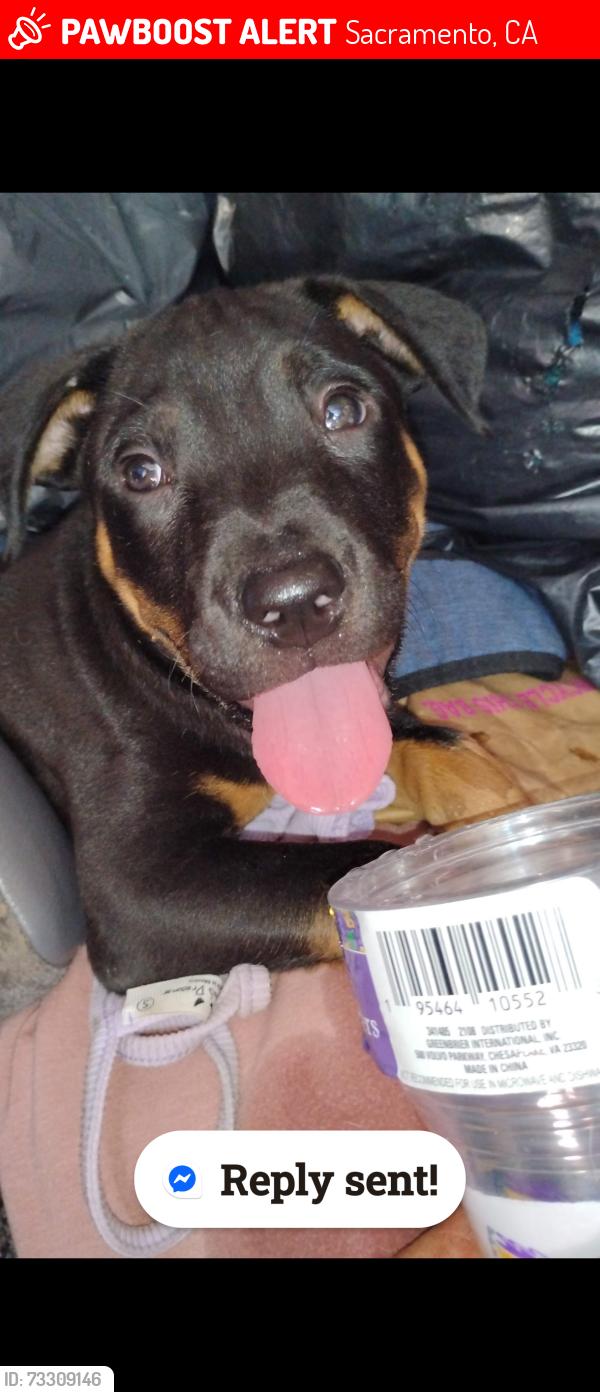 Lost Male Dog last seen Slosta apmt-klotz ranch ct, Sacramento, CA 95832