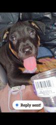 Lost Male Dog last seen Slosta apmt-klotz ranch ct, Sacramento, CA 95832