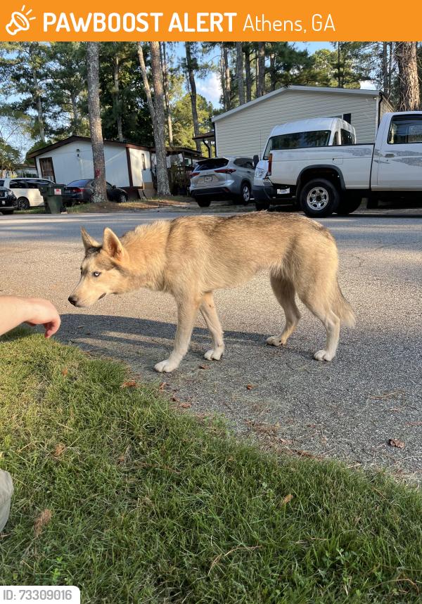 Found/Stray Female Dog last seen Country corners mobile home community next to state patrol office, Athens, GA 30601