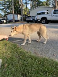 Found/Stray Female Dog last seen Country corners mobile home community next to state patrol office, Athens, GA 30601