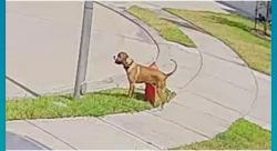 Found/Stray Male Dog last seen Dagostino creek drive, Fort Bend County, TX 77494