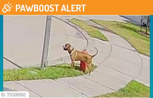 Found/Stray Male Dog last seen Dagostino creek drive, Fort Bend County, TX 77494