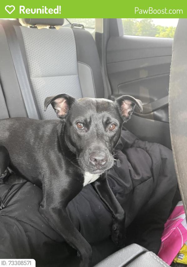 Reunited Female Dog last seen Briar patch rd, Covington, GA 30014
