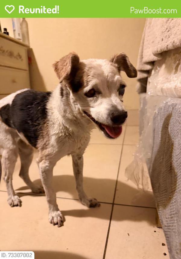 Reunited Female Dog last seen jones & 95, Las Vegas, NV 89107