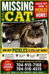 Lost Male Cat last seen Princeton Ave, Lilac Ave, Idlewood Rd and Freedom Park, Charlotte, NC 28209