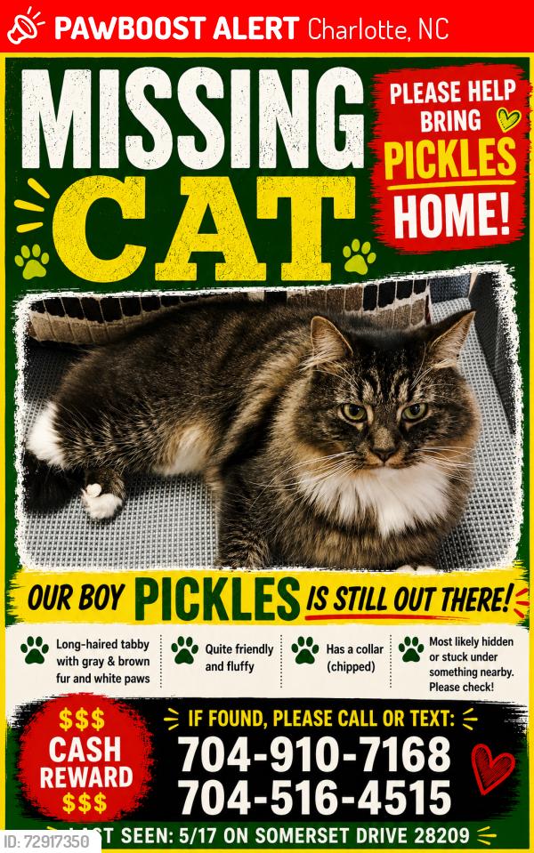 Lost Male Cat last seen Princeton Ave, Lilac Ave, Idlewood Rd and Freedom Park, Charlotte, NC 28209