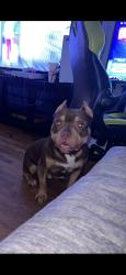 Lost Male Dog last seen bonny oaks, Chattanooga, TN 37406