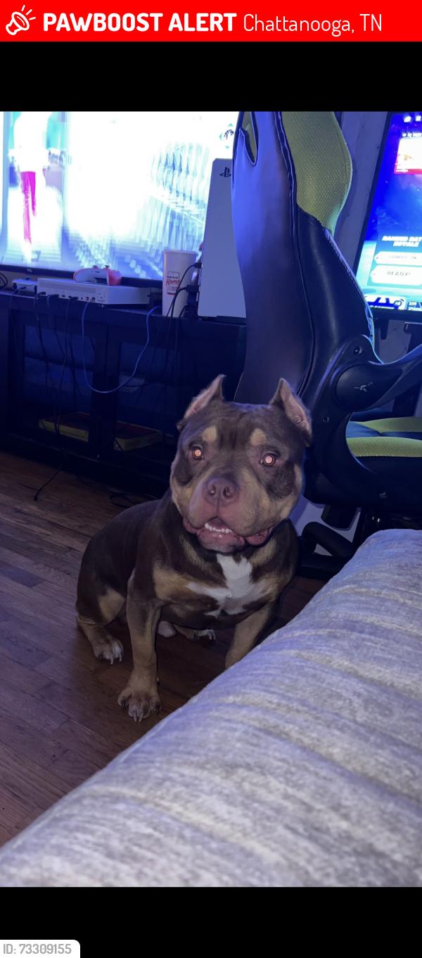Lost Male Dog last seen bonny oaks, Chattanooga, TN 37406
