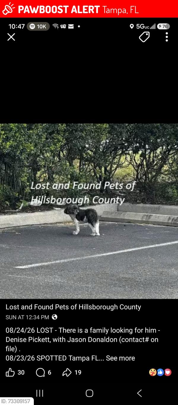 Lost Male Dog last seen 47th & Hillsborough, Tampa, FL 33610