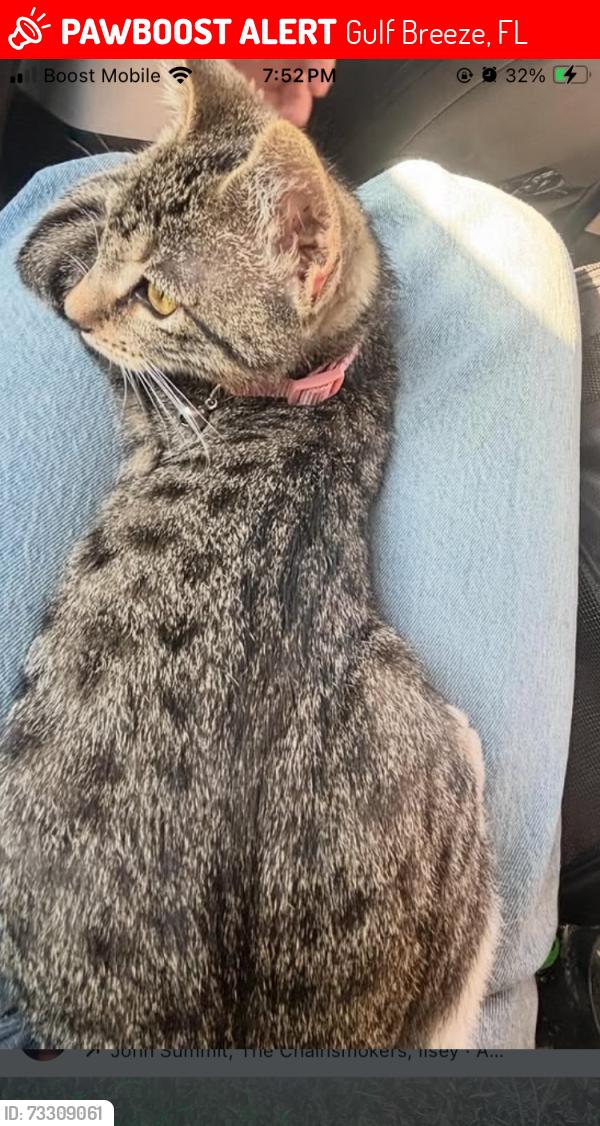 Lost Female Cat last seen Gulf breeze 1364 green vistas, Gulf Breeze, FL 32563