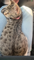 Lost Female Cat last seen Gulf breeze 1364 green vistas, Gulf Breeze, FL 32563
