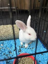 Lost Unknown Rabbit last seen Near SE Palmquist Rd, Gresham, OR 97080, Gresham, OR 97080