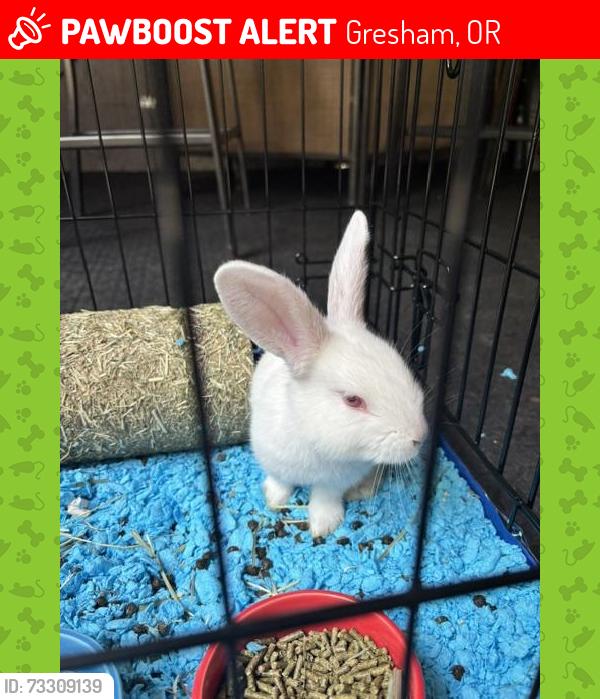 Lost Unknown Rabbit last seen Near SE Palmquist Rd, Gresham, OR 97080, Gresham, OR 97080