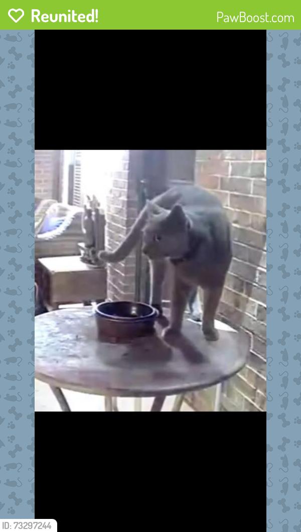 Reunited Unknown Cat last seen Prince, Lake Dallas, TX 75065