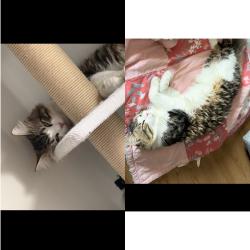 Lost Male Cat last seen Chappelle Springs, Edmonton, AB T6W 1A7