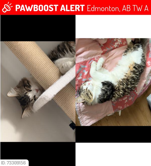 Lost Male Cat last seen Chappelle Springs, Edmonton, AB T6W 1A7