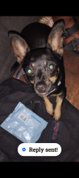 Reunited Male Dog last seen Slosta apmt-klotz ranch ct, Sacramento, CA 95832