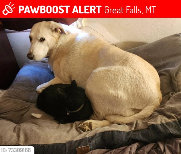 Lost Female Cat last seen 3rd and 8th Ave South, Great Falls, MT 59405
