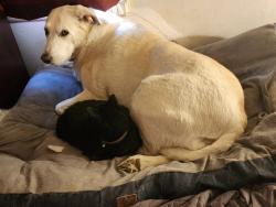 Lost Female Cat last seen 3rd and 8th Ave South, Great Falls, MT 59405