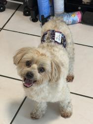 Found/Stray Male Dog last seen West Little River, Miami, FL 33147