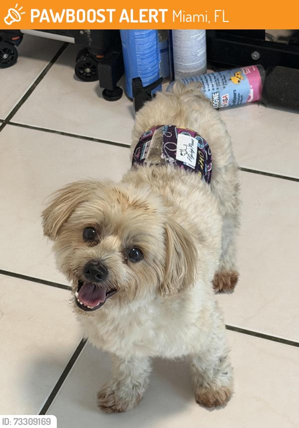 Found/Stray Male Dog last seen West Little River, Miami, FL 33147