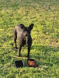 Found/Stray Female Dog last seen N. Evergreen, Memphis, TN 38108