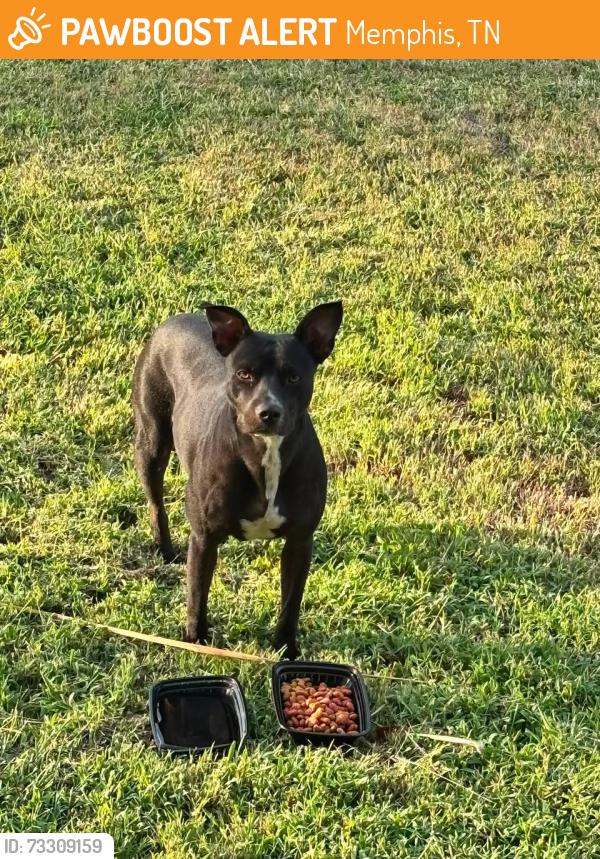 Found/Stray Female Dog last seen N. Evergreen, Memphis, TN 38108