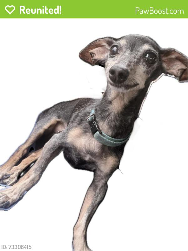 Reunited Female Dog last seen Near Fursman Avenue and Burton Hill, Fort Worth, TX 76114