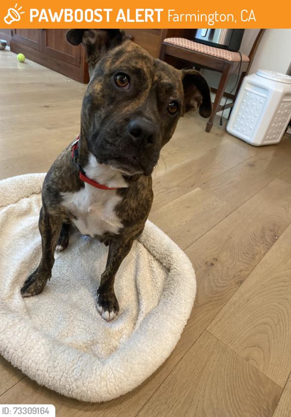 Found/Stray Female Dog last seen Past Willis Rd as leaving Stockton, Farmington, CA 95230