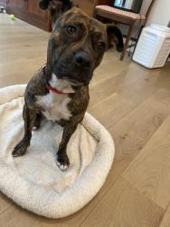 Found/Stray Female Dog last seen Past Willis Rd as leaving Stockton, Farmington, CA 95230