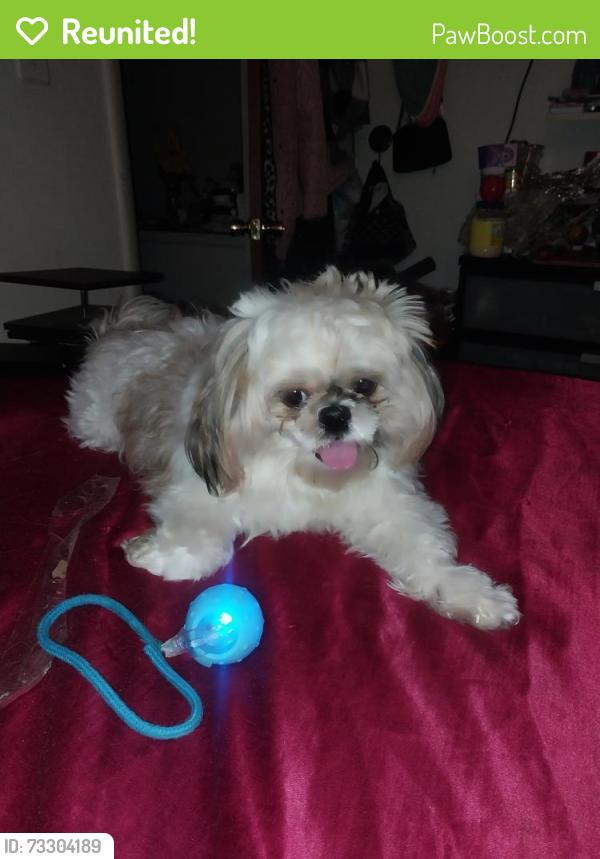 Reunited Male Dog last seen 1S134 Winthrop ln, Villa Park, IL 60181
