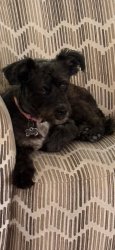 Lost Female Dog last seen Carolina Country Club, Spartanburg, SC 29306