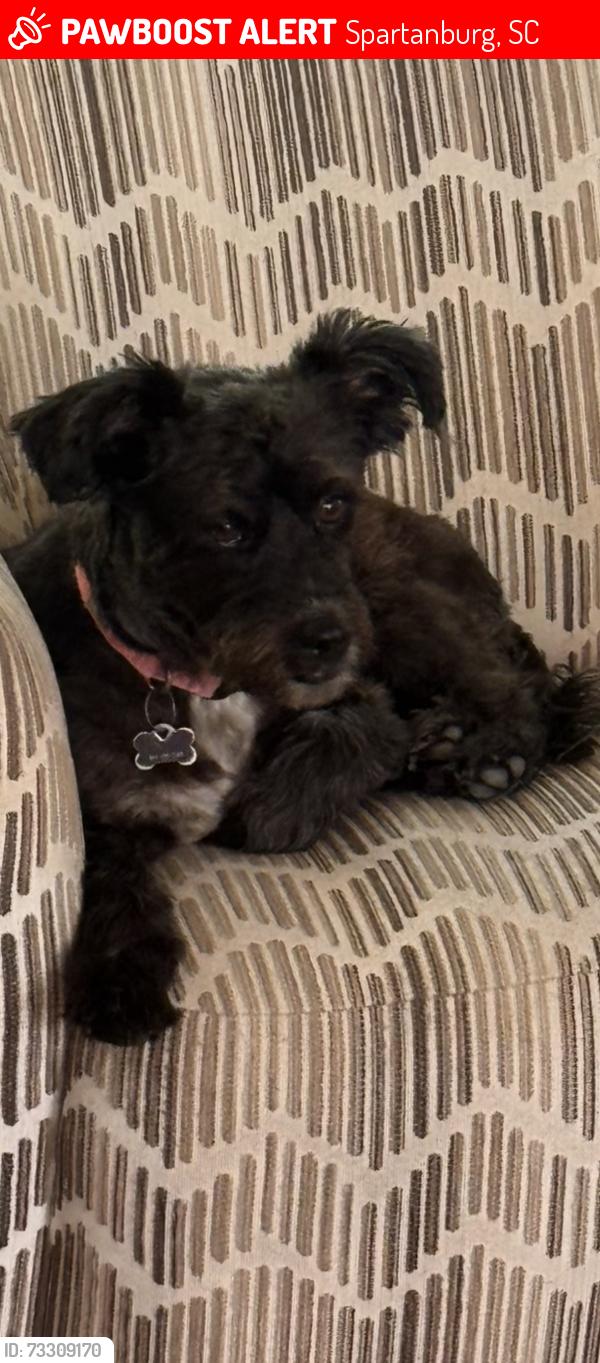 Lost Female Dog last seen Carolina Country Club, Spartanburg, SC 29306