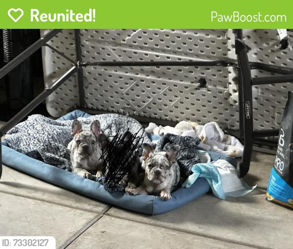 Reunited Female Dog last seen Near Russell Ave, Santa Rosa, CA 95403, USA, Santa Rosa, CA 95403