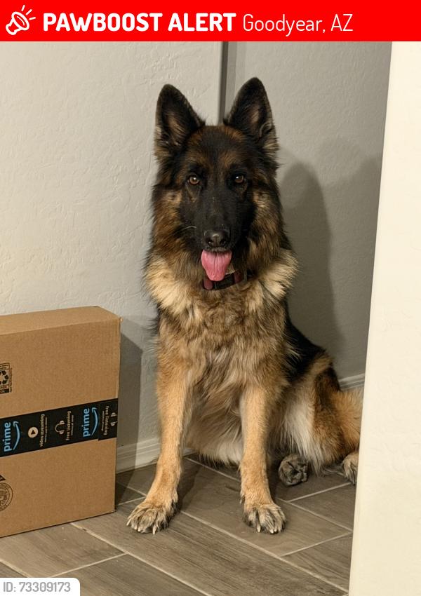 Lost Female Dog last seen Citrus & lower buckeye, Goodyear, AZ 85338