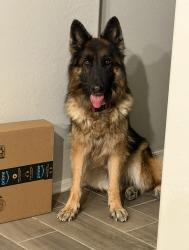 Lost Female Dog last seen Citrus & lower buckeye, Goodyear, AZ 85338